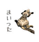 わがやのオチさん（個別スタンプ：20）