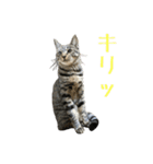 わがやのオチさん（個別スタンプ：22）