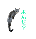 わがやのオチさん（個別スタンプ：23）
