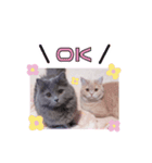 ちょんとしゅしゅ 短足ミヌエット（個別スタンプ：1）