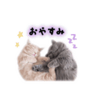 ちょんとしゅしゅ 短足ミヌエット（個別スタンプ：6）