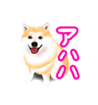 ドッグラン友達（個別スタンプ：1）