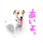 ドッグラン友達（個別スタンプ：2）