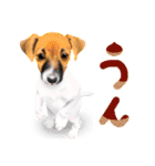 ドッグラン友達（個別スタンプ：3）