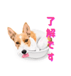 ドッグラン友達（個別スタンプ：9）