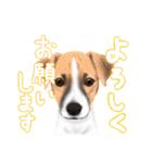 ドッグラン友達（個別スタンプ：10）