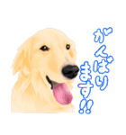 ドッグラン友達（個別スタンプ：11）