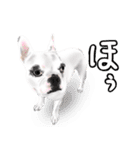ドッグラン友達（個別スタンプ：16）