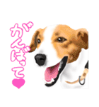 ドッグラン友達（個別スタンプ：19）