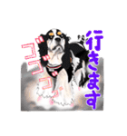 ドッグラン友達（個別スタンプ：25）