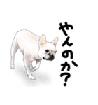 ドッグラン友達（個別スタンプ：30）