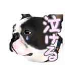 ドッグラン友達（個別スタンプ：33）