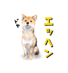 ドッグラン友達（個別スタンプ：34）