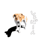ドッグラン友達（個別スタンプ：35）