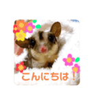 フクモモのタロの日常（個別スタンプ：1）