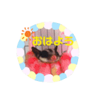 フクモモのタロの日常（個別スタンプ：2）