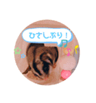 フクモモのタロの日常（個別スタンプ：5）