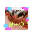 フクモモのタロの日常（個別スタンプ：9）