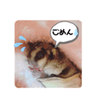 フクモモのタロの日常（個別スタンプ：12）