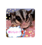 フクモモのタロの日常（個別スタンプ：13）