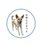 CHIRO's stamp2(シンプル)（個別スタンプ：1）