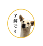 CHIRO's stamp2(シンプル)（個別スタンプ：2）