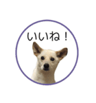 CHIRO's stamp2(シンプル)（個別スタンプ：3）