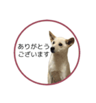 CHIRO's stamp2(シンプル)（個別スタンプ：4）