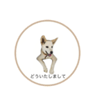 CHIRO's stamp2(シンプル)（個別スタンプ：5）
