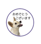 CHIRO's stamp2(シンプル)（個別スタンプ：6）
