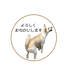 CHIRO's stamp2(シンプル)（個別スタンプ：8）