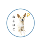 CHIRO's stamp2(シンプル)（個別スタンプ：9）