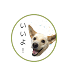 CHIRO's stamp2(シンプル)（個別スタンプ：10）