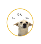 CHIRO's stamp2(シンプル)（個別スタンプ：11）
