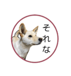 CHIRO's stamp2(シンプル)（個別スタンプ：12）