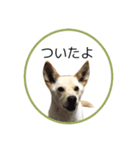 CHIRO's stamp2(シンプル)（個別スタンプ：13）