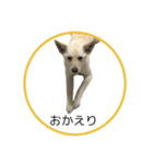 CHIRO's stamp2(シンプル)（個別スタンプ：19）