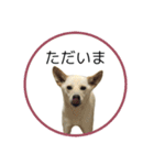 CHIRO's stamp2(シンプル)（個別スタンプ：20）