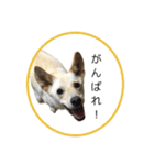 CHIRO's stamp2(シンプル)（個別スタンプ：21）