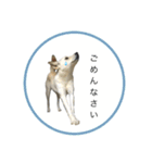 CHIRO's stamp2(シンプル)（個別スタンプ：22）