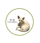 CHIRO's stamp2(シンプル)（個別スタンプ：23）