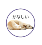 CHIRO's stamp2(シンプル)（個別スタンプ：24）