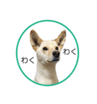 CHIRO's stamp2(シンプル)（個別スタンプ：25）