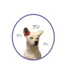 CHIRO's stamp2(シンプル)（個別スタンプ：26）