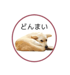 CHIRO's stamp2(シンプル)（個別スタンプ：27）