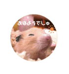 キンクマハムスターぼんたの丸いスタンプ（個別スタンプ：1）