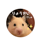 キンクマハムスターぼんたの丸いスタンプ（個別スタンプ：3）