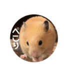 キンクマハムスターぼんたの丸いスタンプ（個別スタンプ：4）