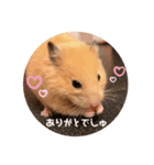キンクマハムスターぼんたの丸いスタンプ（個別スタンプ：5）