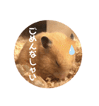 キンクマハムスターぼんたの丸いスタンプ（個別スタンプ：6）